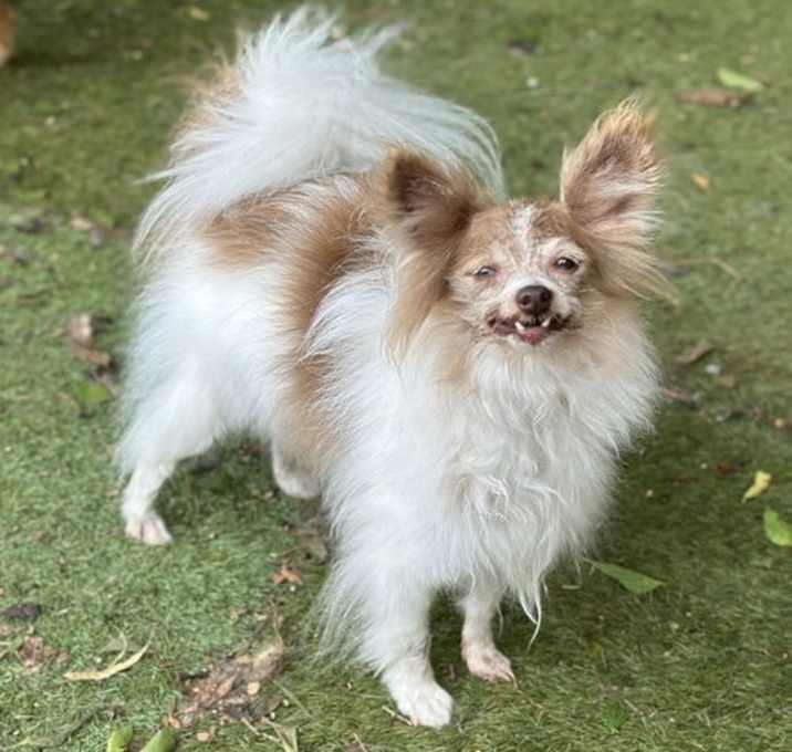 Photo of Serafina