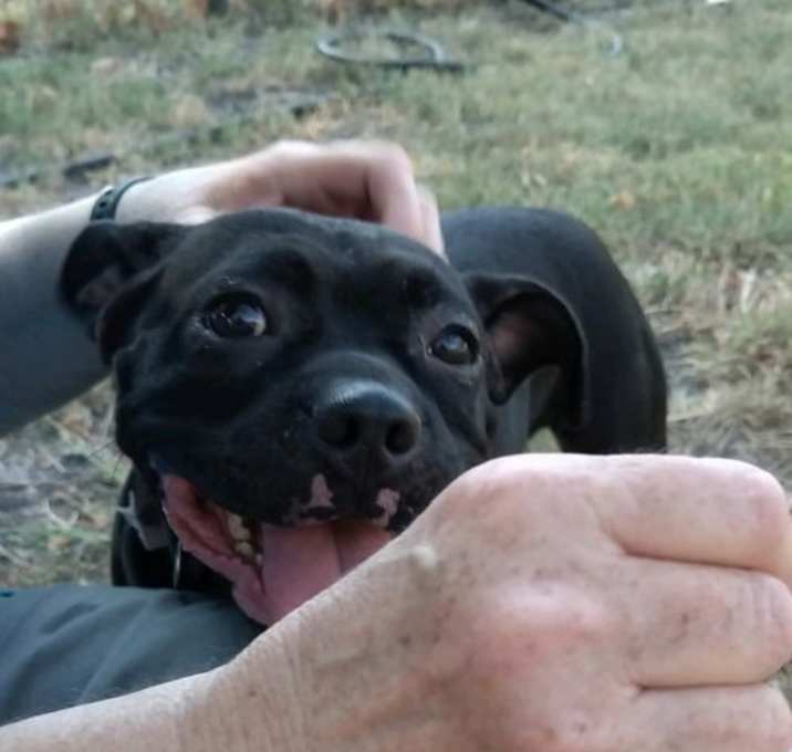 Photo of Hank