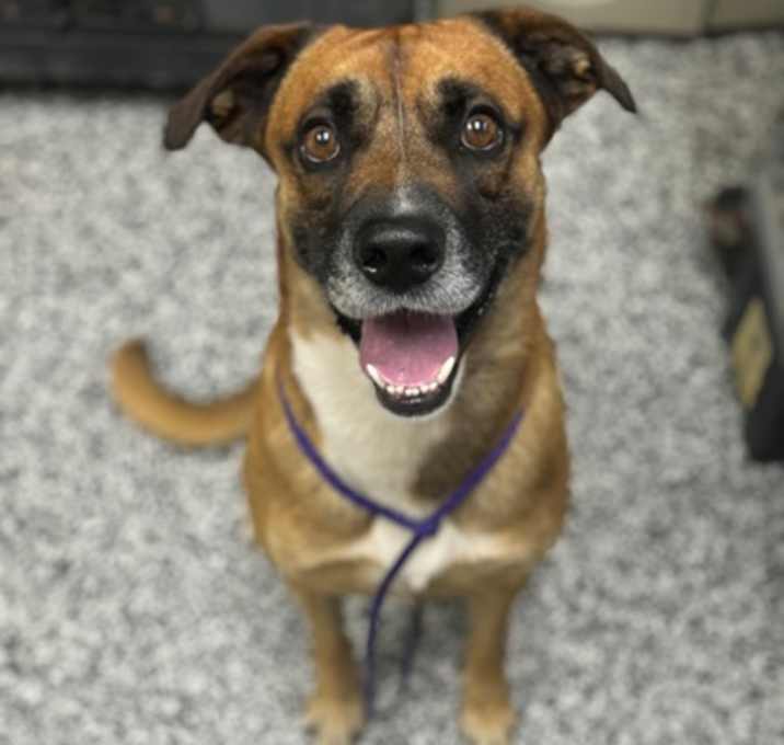 Photo of Fender