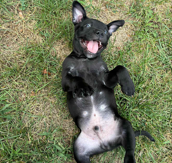Photo of Nigel