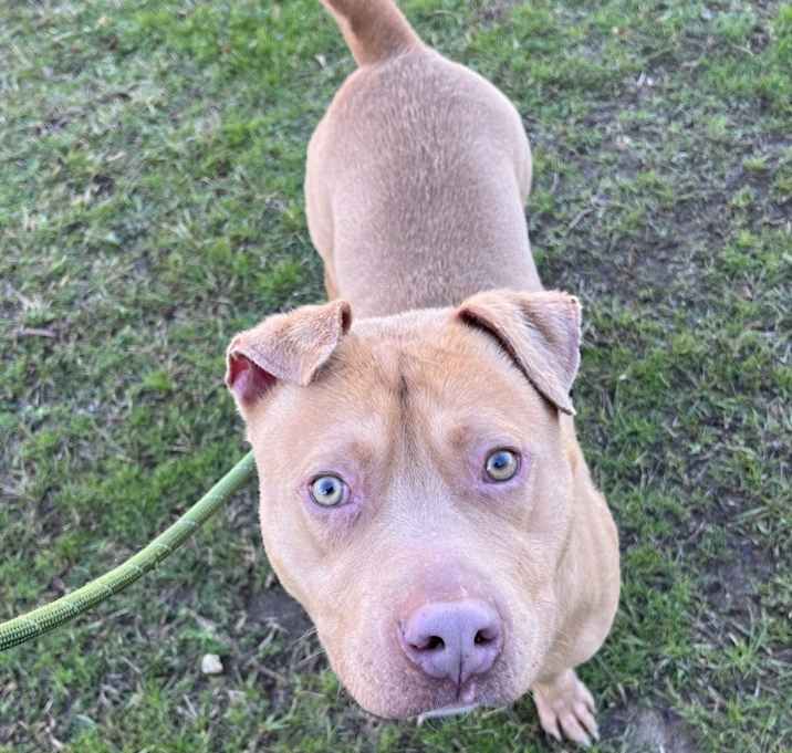 Photo of Bowser