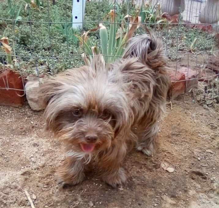 Photo of Harper-ADOPTED 10/12/24
