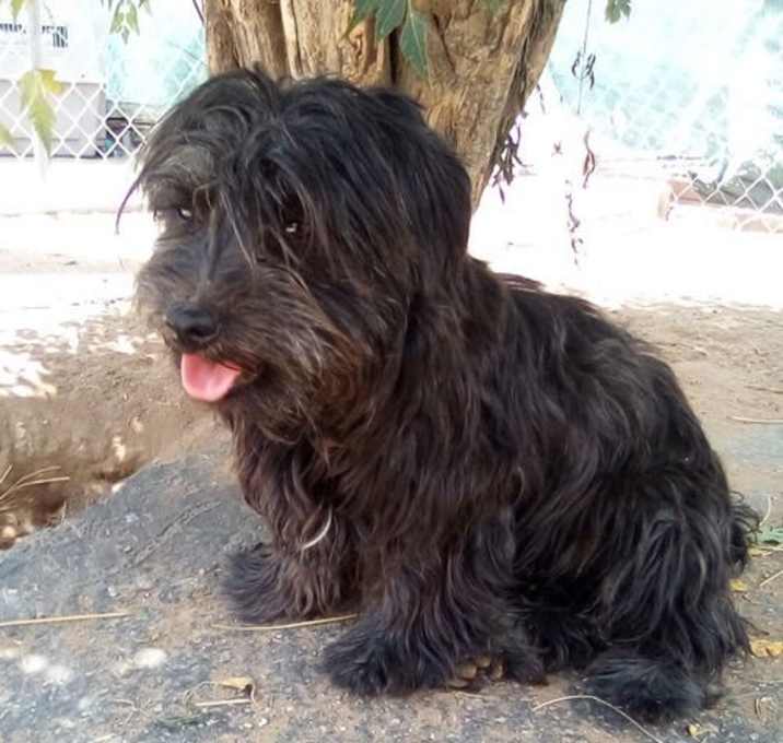 Photo of Jack London-ADOPTED 10/27/24