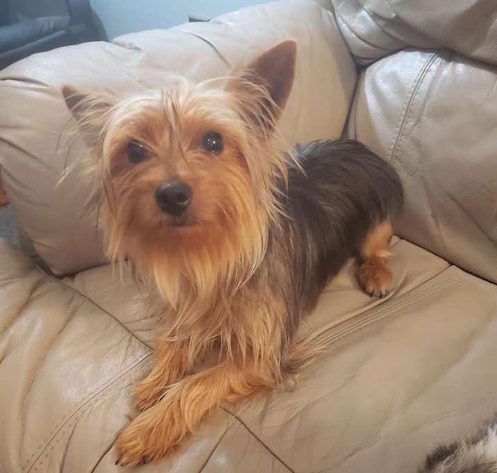 Photo of Chewy