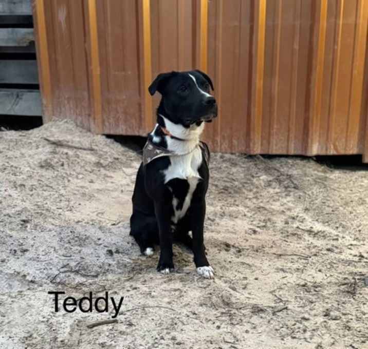 Photo of Teddy