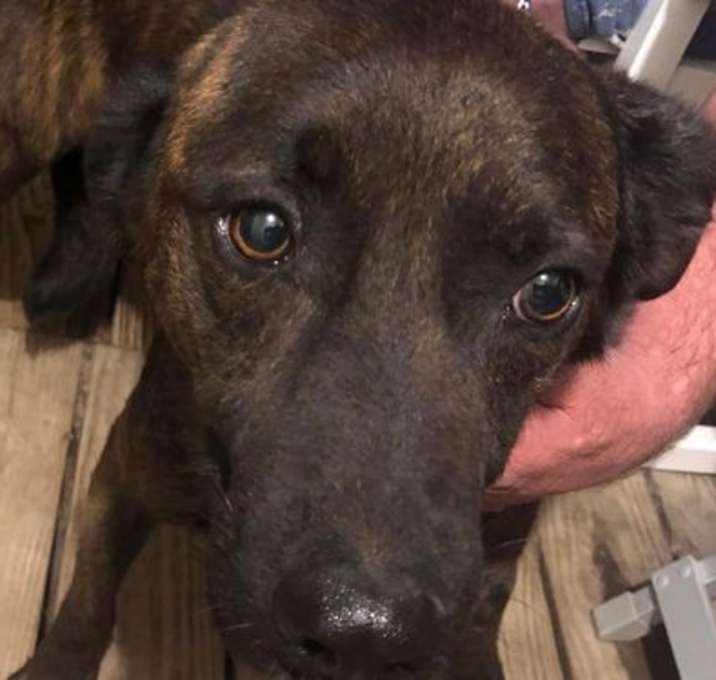 Photo of Rufus