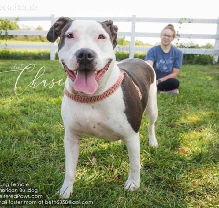 Photo of A-Chase - URGENT Foster needed
