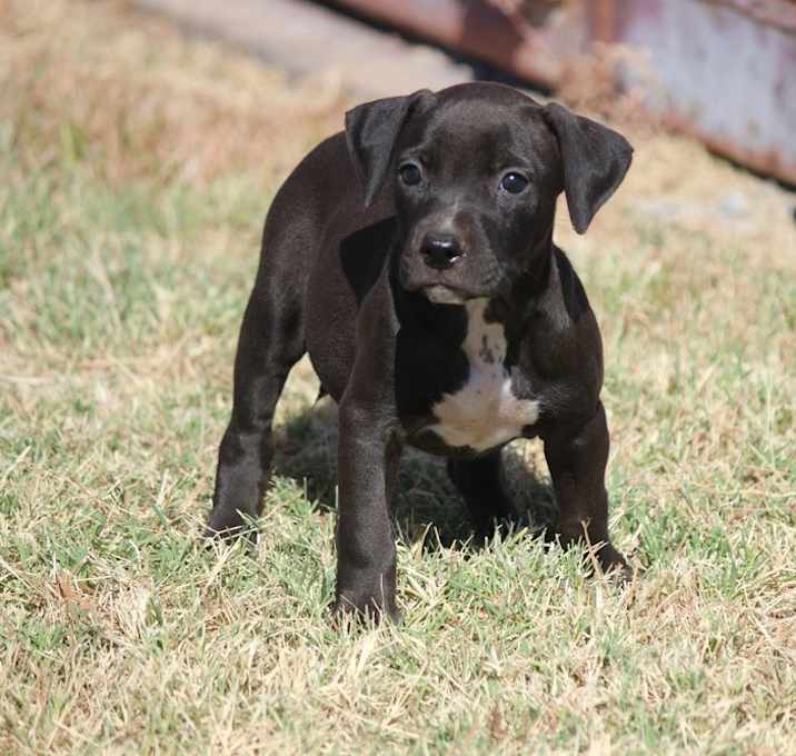 Photo of Brandy