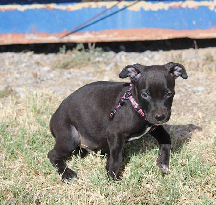Photo of Harvey