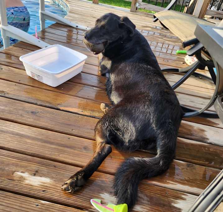 Photo of Stella