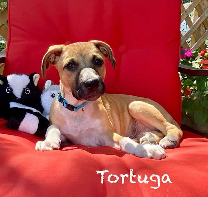 Photo of Tortuga