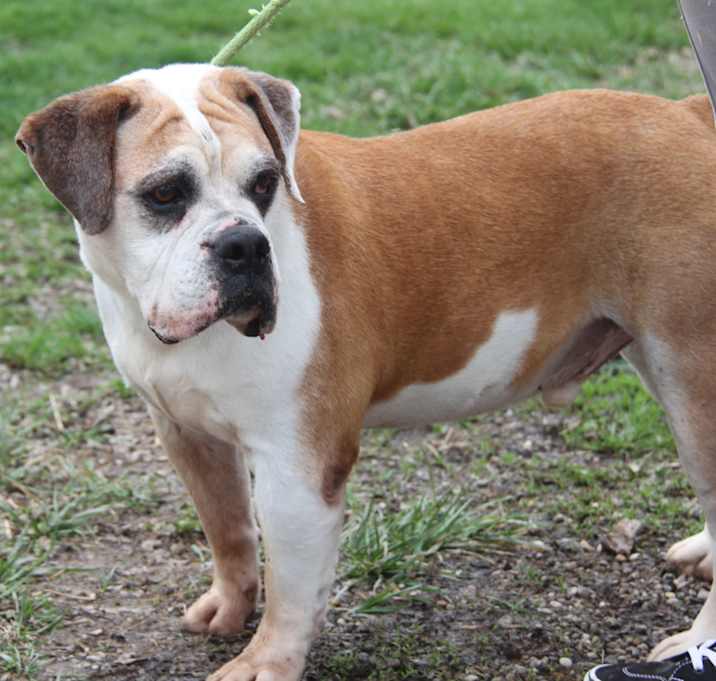 Photo of Jack (Neutered)