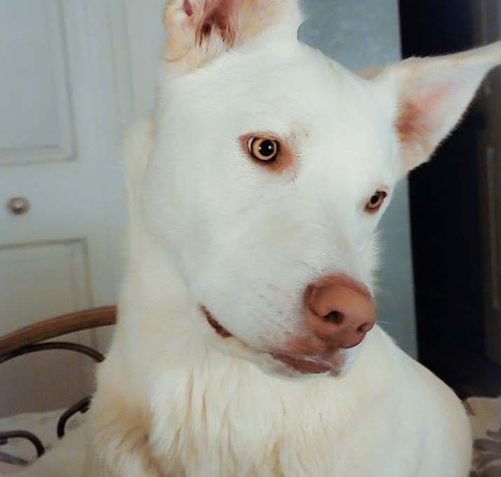 Photo of Luna