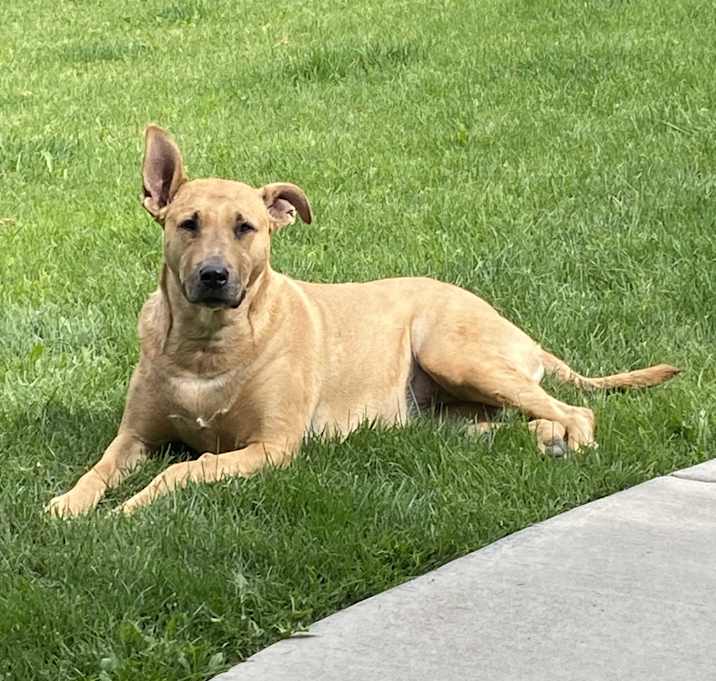 Photo of Koda