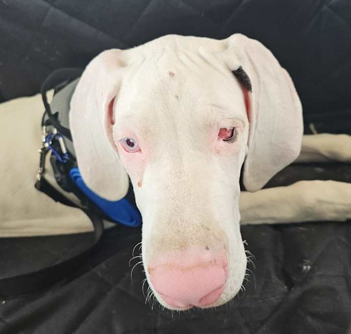 Photo of Gremlin adoption pending!