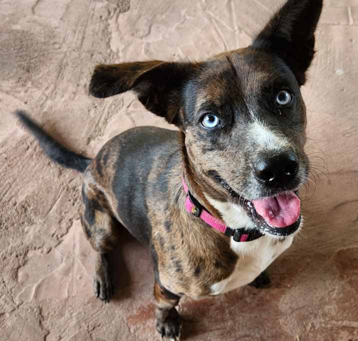 Photo of Sweet Pea