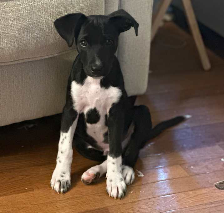 Photo of Loki