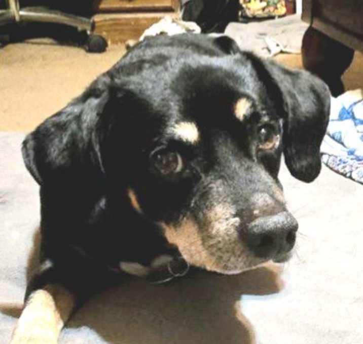 Photo of Toby