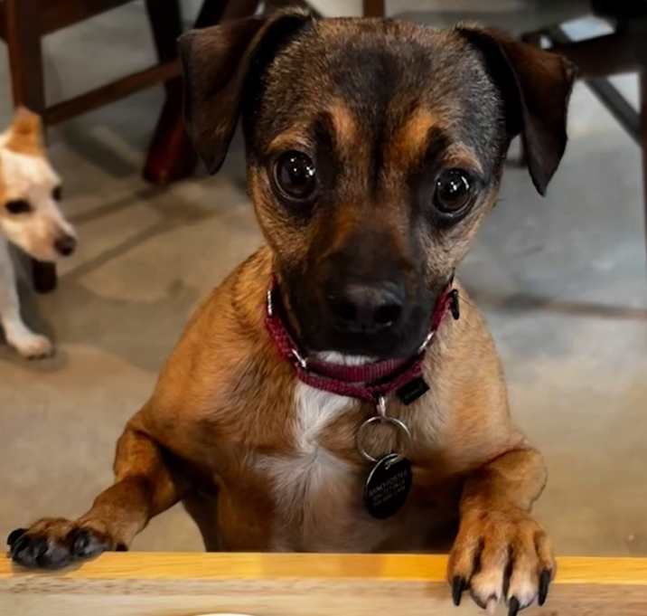 Photo of Moose (In Foster)