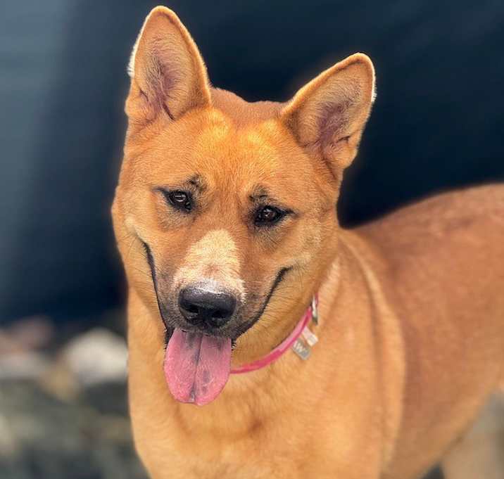 Photo of Sugar