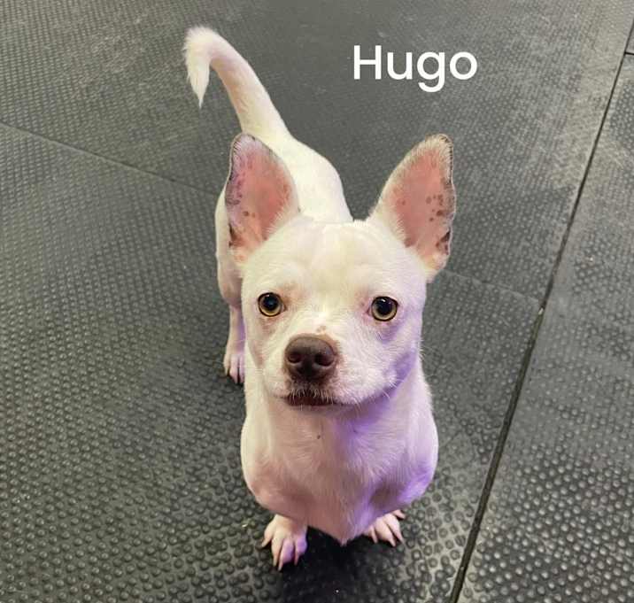 Photo of Hugo