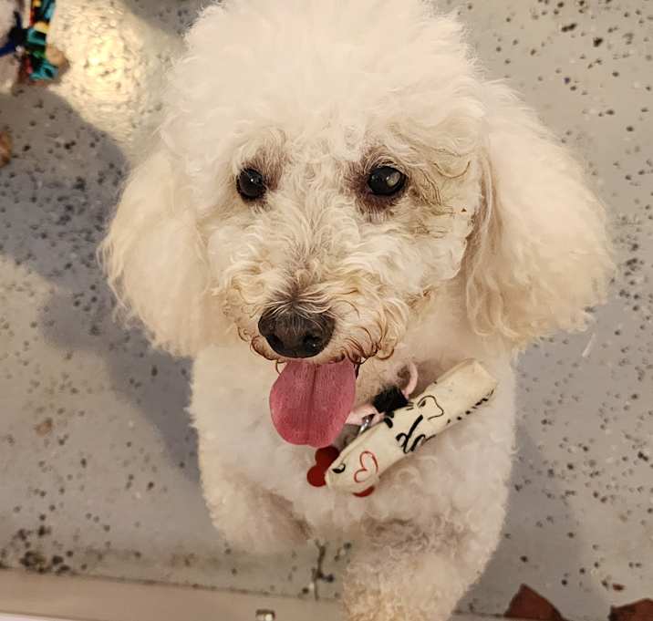 Photo of CHINO