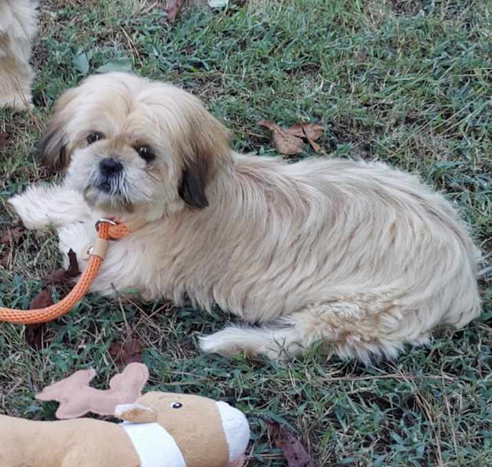 Photo of Poppy sb