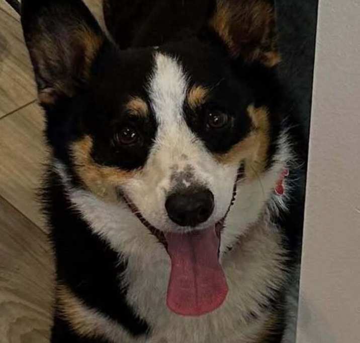 Photo of Smores