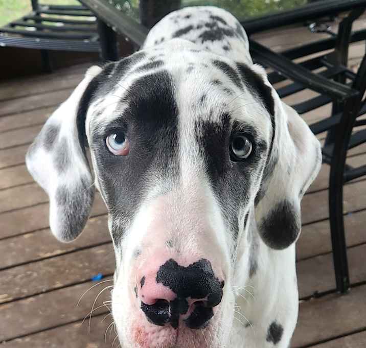 Photo of Layla