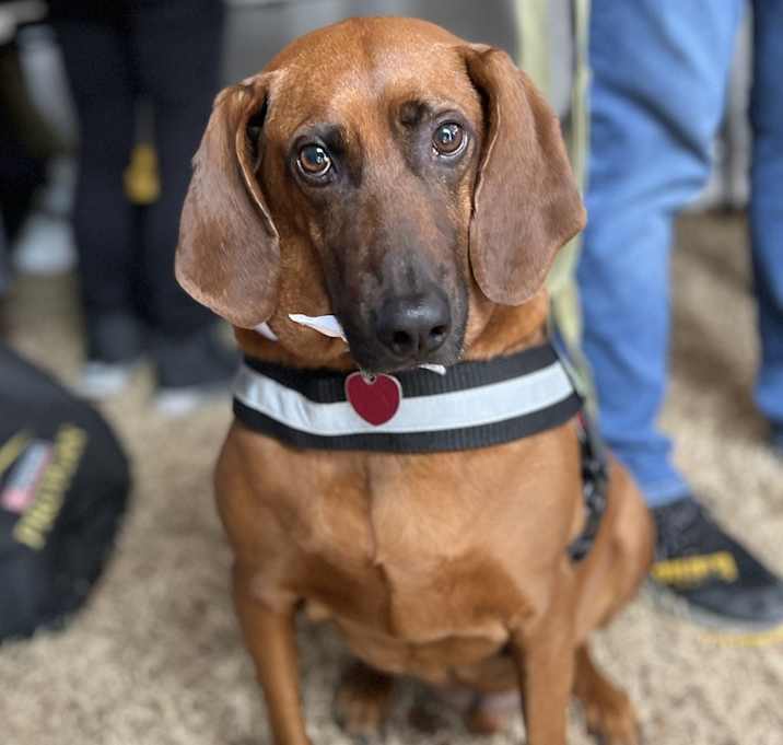 Photo of Bruno