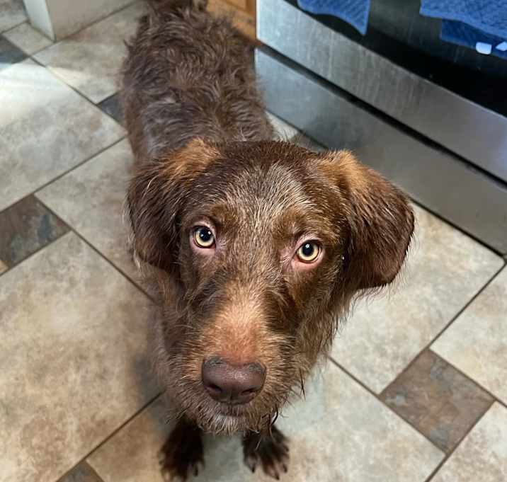 Photo of Bono- Adoption Pending
