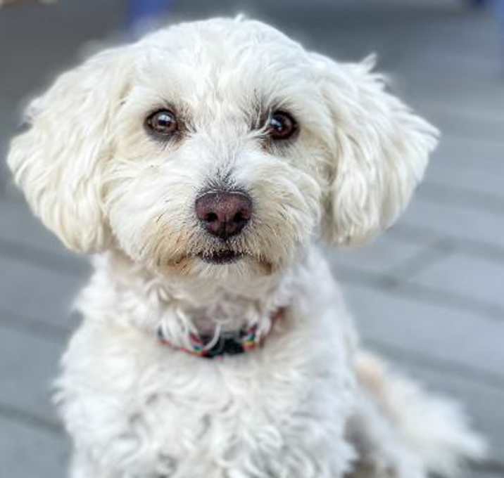 Photo of Arabella