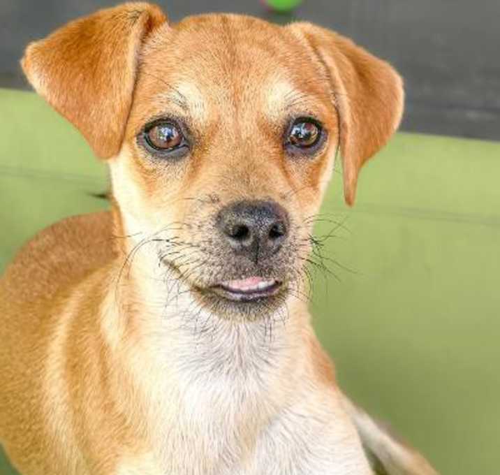 Photo of Petey