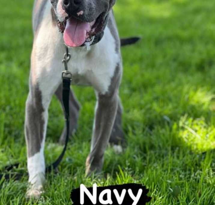 Photo of Navy