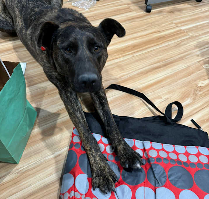 Photo of Shadow