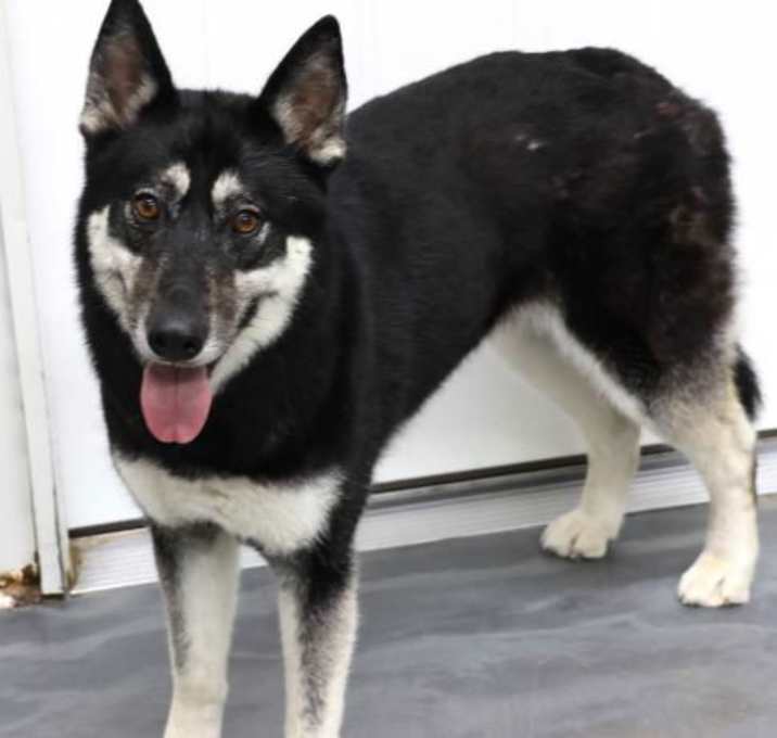 Photo of Star