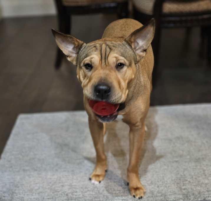 Photo of Ruby