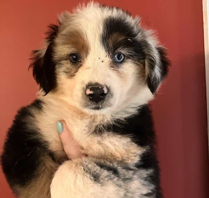 Photo of Lassie