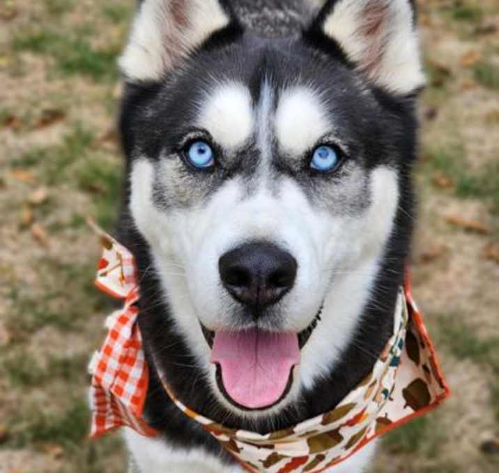Photo of Magni