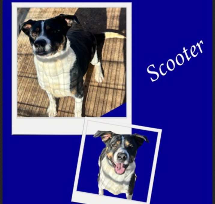 Photo of Scooter