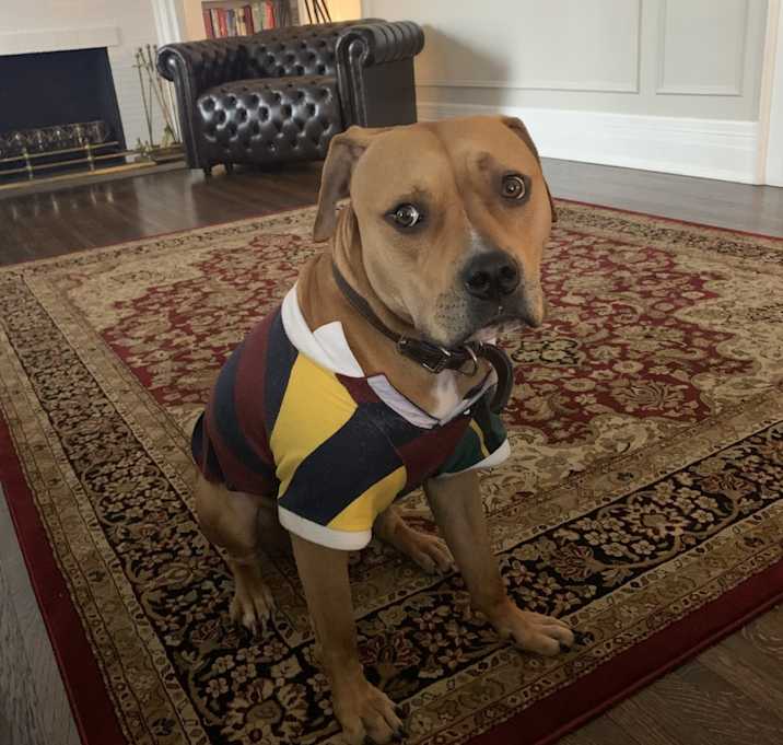 Photo of Bruno