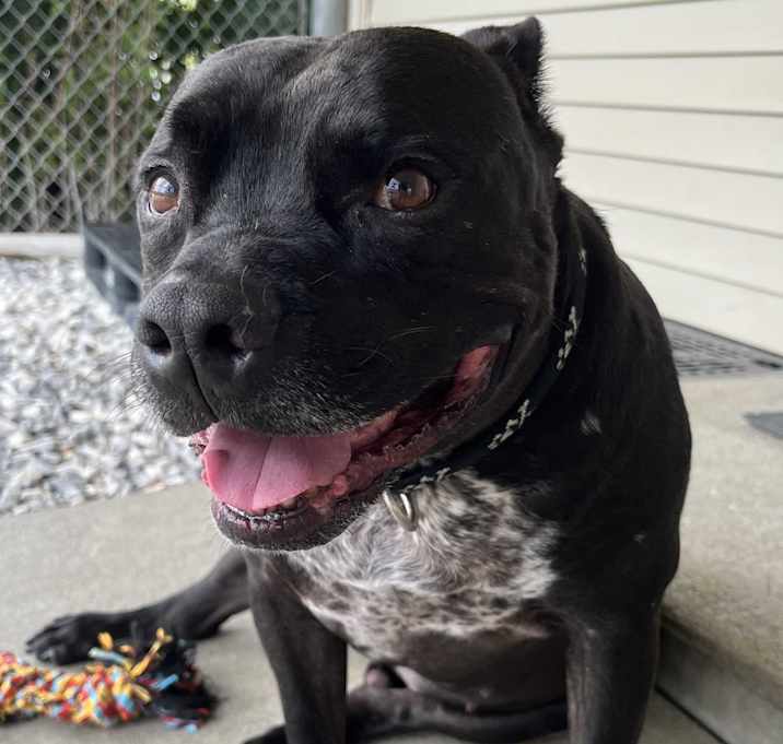 Photo of Drako (courtesy listing)