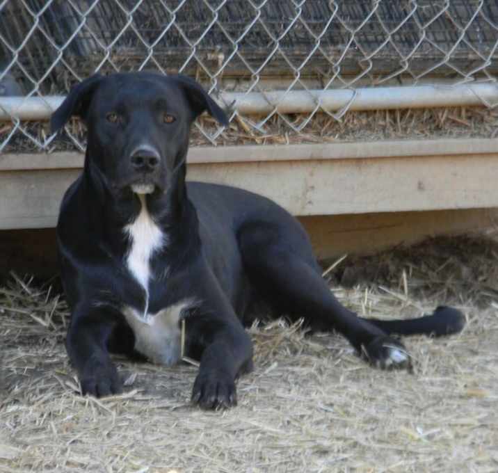Photo of Bear