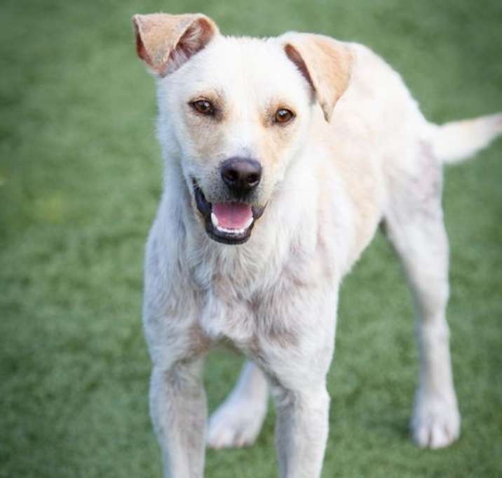 Photo of Buddy