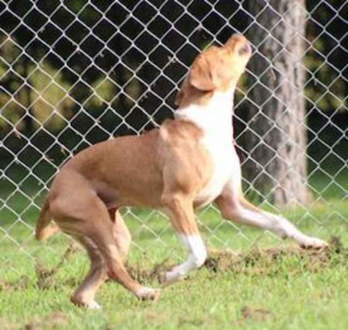 Photo of Roxie