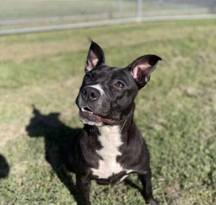 Photo of Zuri