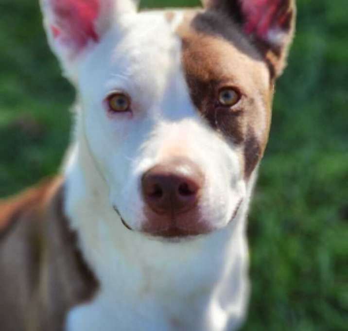 Photo of Gidget