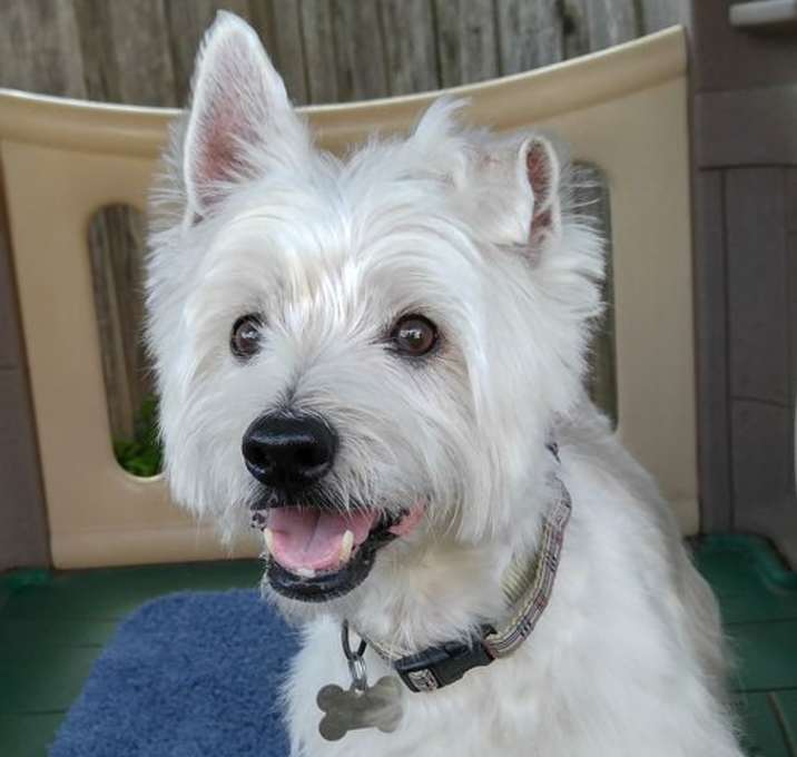 Photo of Max - Rest in Peace