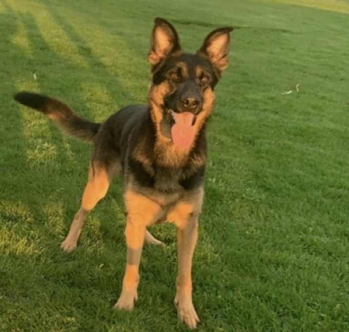 Photo of Bailey