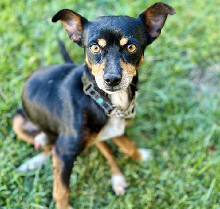 Photo of Rango